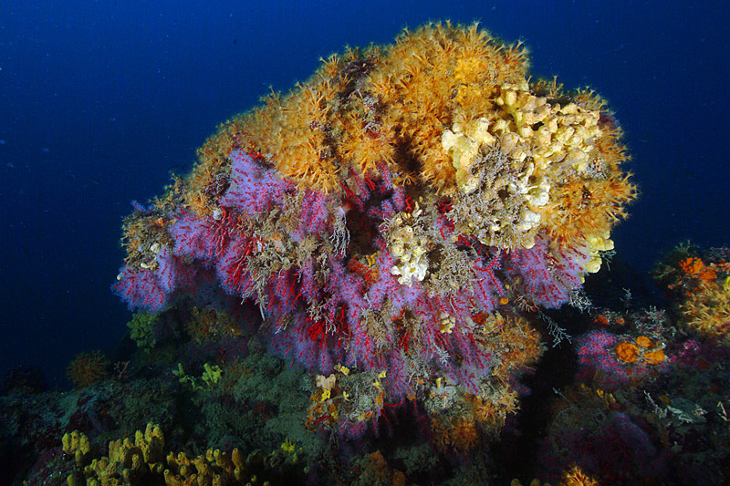 Tedania anhelans (Lieberkun, 1859) e Aplysina cavernicola